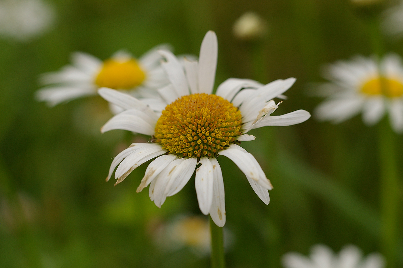 Изображение особи Leucanthemum vulgare.