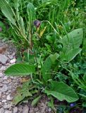 Saussurea frolowii