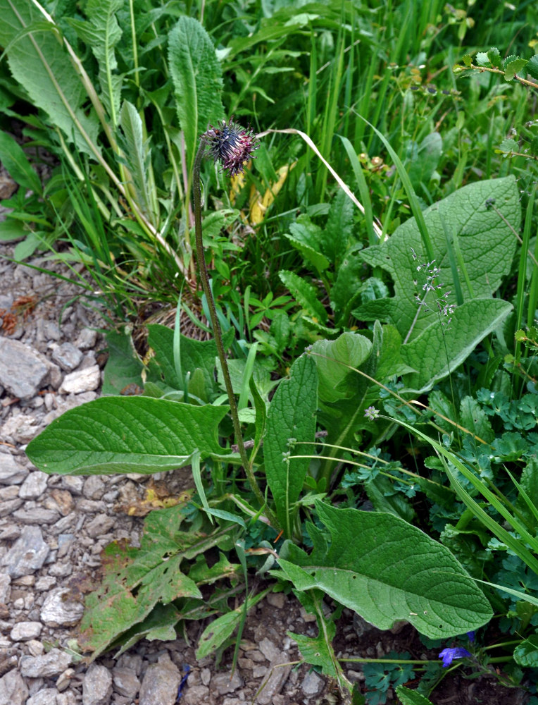 Изображение особи Saussurea frolowii.