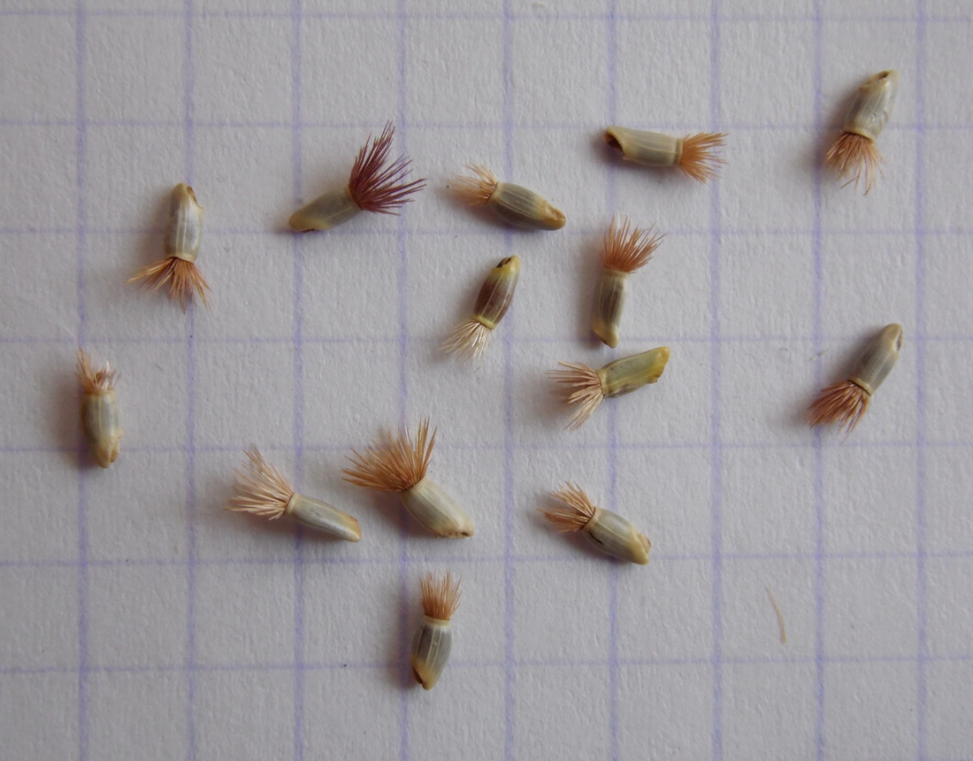 Image of Centaurea cyanus specimen.