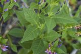 Vicia unijuga