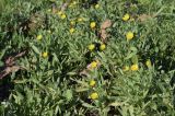 Calendula arvensis