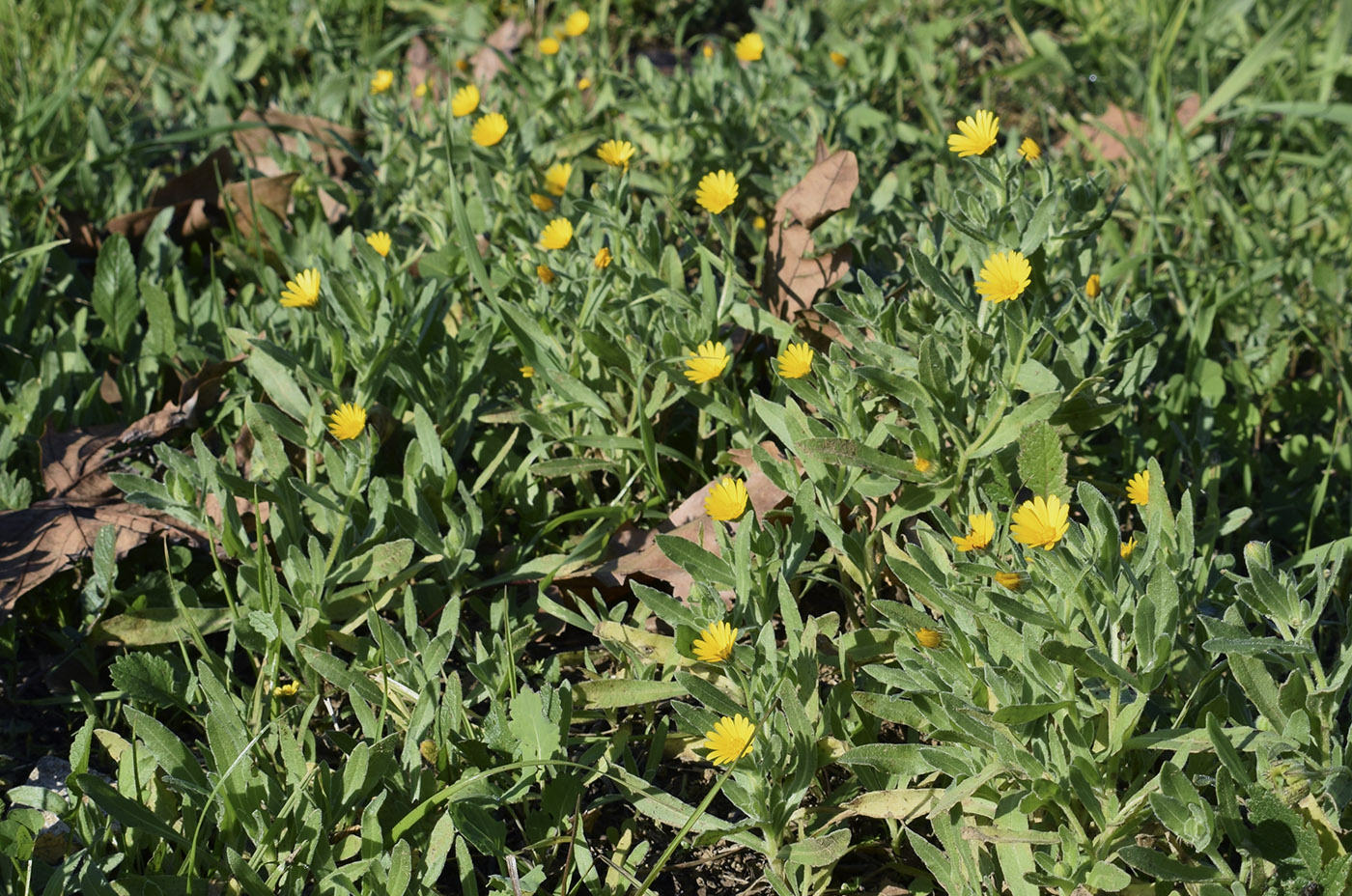 Image of Calendula arvensis specimen.