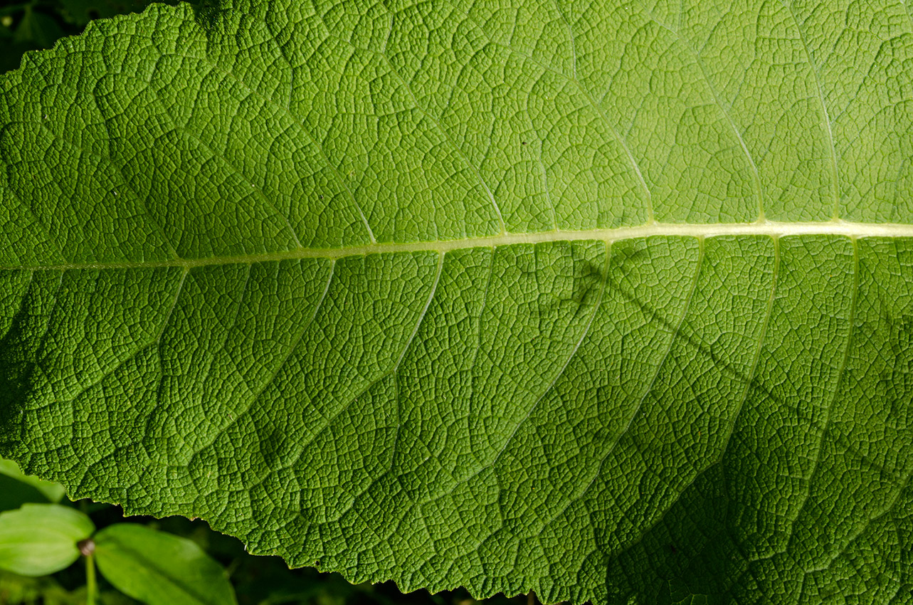 Image of Inula helenium specimen.