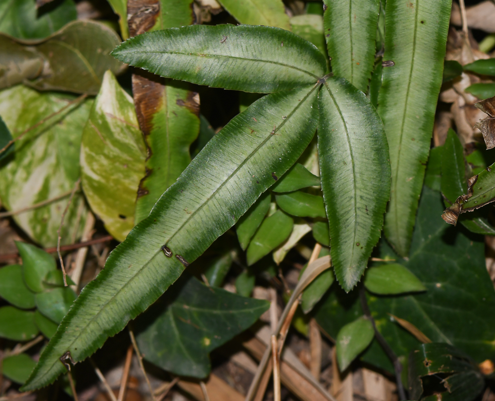 Image of Pteris cretica specimen.