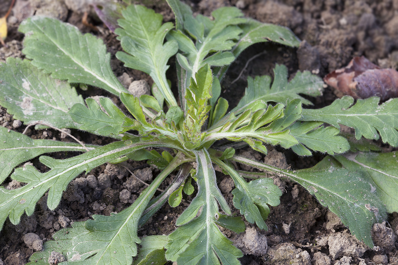 Image of Scabiosa japonica specimen.