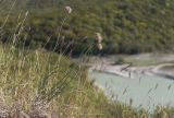 Allium psebaicum. Цветущее и плодоносящее растение. Краснодарский край, м/о город-курорт Геленджик, окр. пос. Светлый, щель Церковная, задернованное скальное обнажение. 14.10.2018.