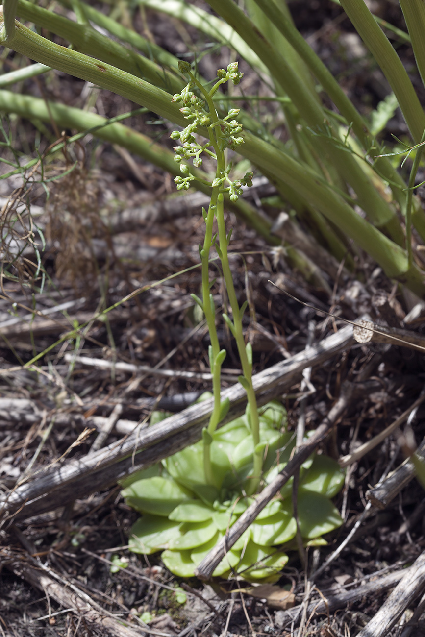 Изображение особи Rosularia glabra.