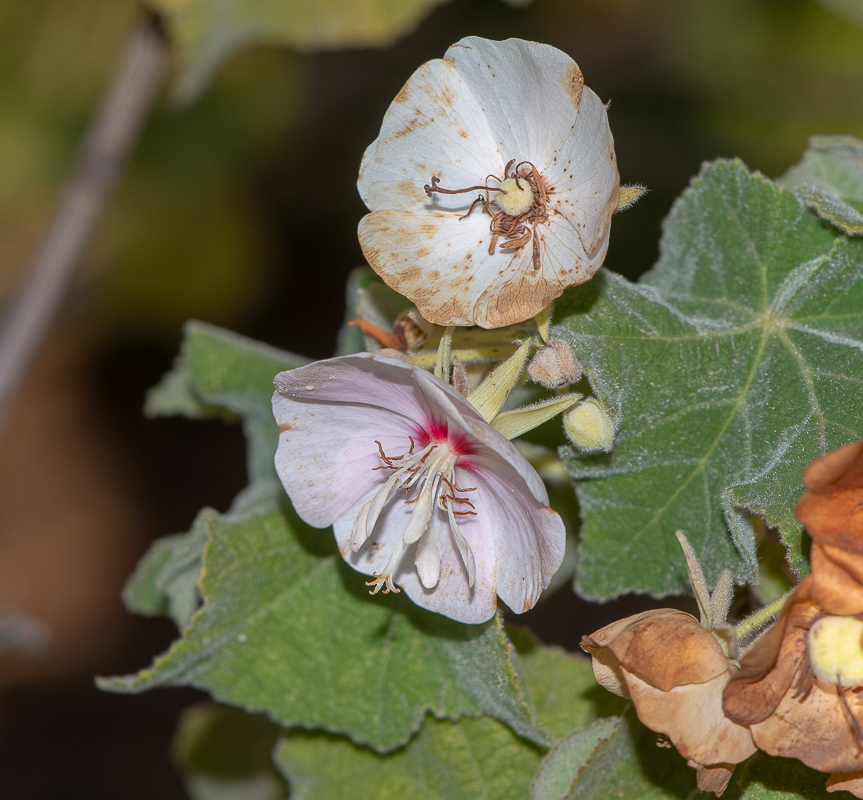 Изображение особи Dombeya burgessiae.