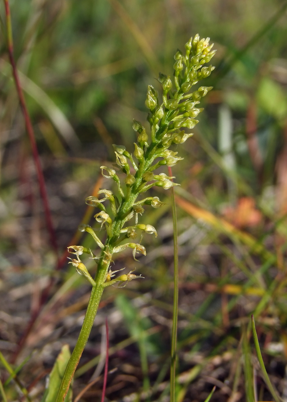 Image of Malaxis monophyllos specimen.