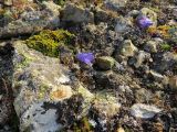 Campanula lasiocarpa