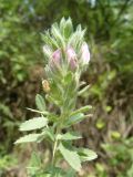 Ononis arvensis subspecies spinescens. Верхушка цветущего растения. Южный Берег Крыма, окр. г. Ялта. 28.06.2010.