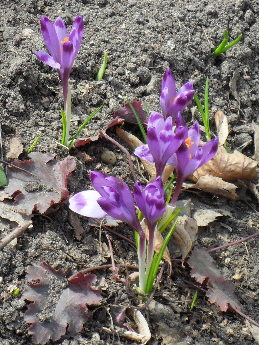 Изображение особи Crocus heuffelianus.