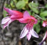 Gladiolus triphyllus. Цветки. Республика Кипр, мыс Акама, лес Акама (Ακρωτήριο Ακάμας, Δάσος του Ακάμα), 350 м н.у.м. 27.04.2019.