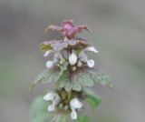 Image of taxon representative. Author is Александр Лебедев