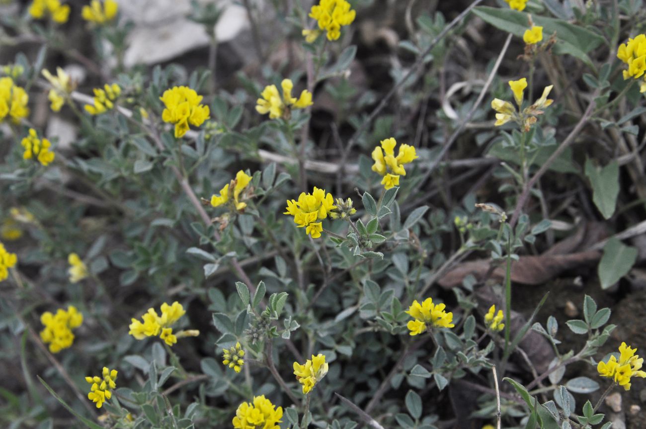 Изображение особи семейство Fabaceae.