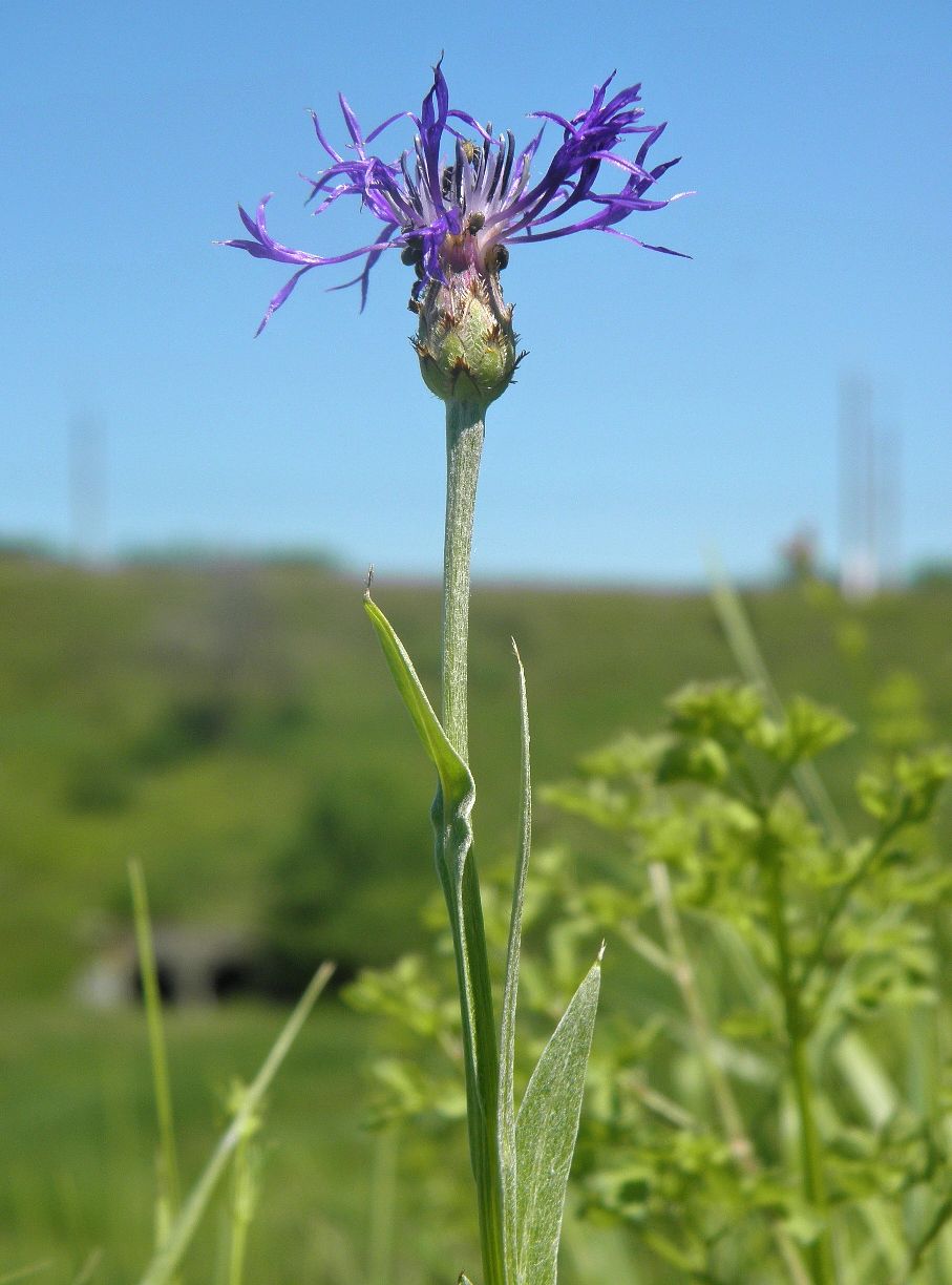 Изображение особи Centaurea tanaitica.