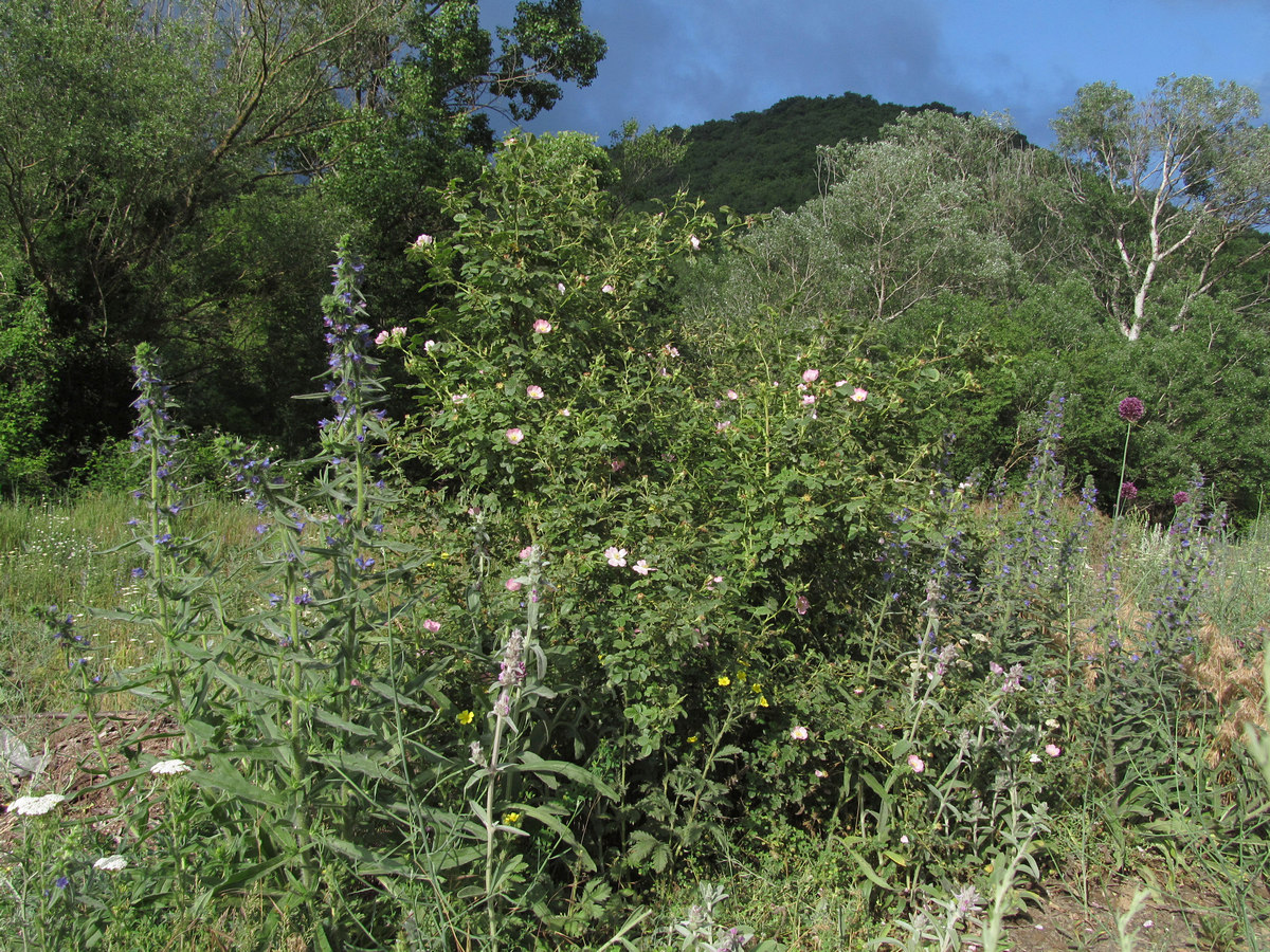 Image of Rosa rubiginosa specimen.