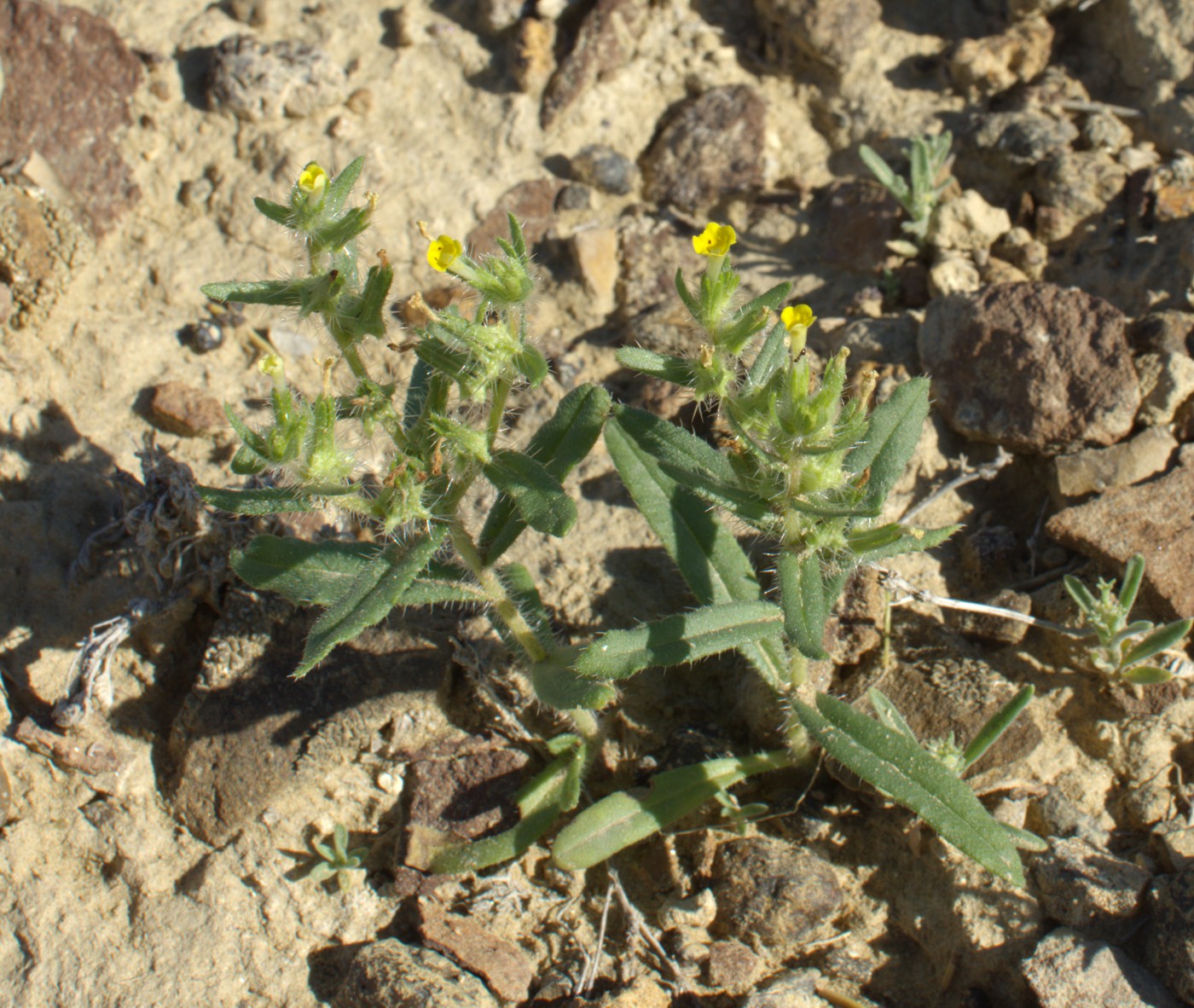 Image of Arnebia decumbens specimen.