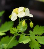 Chelidonium majus. Верхушка побега с цветками (гипохромная форма). Казахстан, Восточно-Казахстанская обл.; Западный Алтай, скл. Ульбинского хребта, окр. с. Ушановское у забора. 25.06.2019.