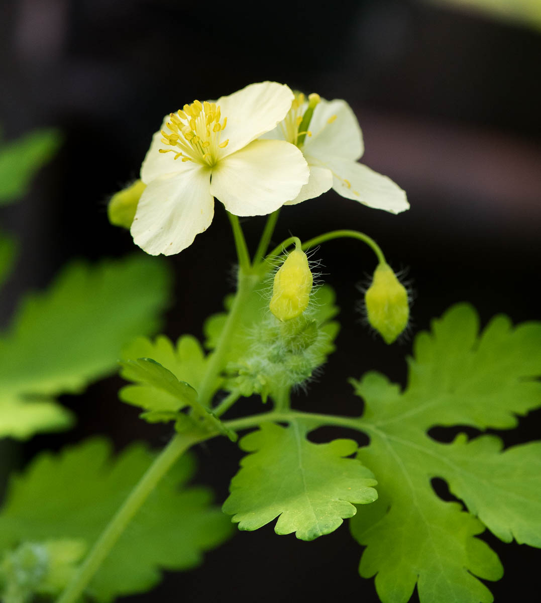 Image of Chelidonium majus specimen.