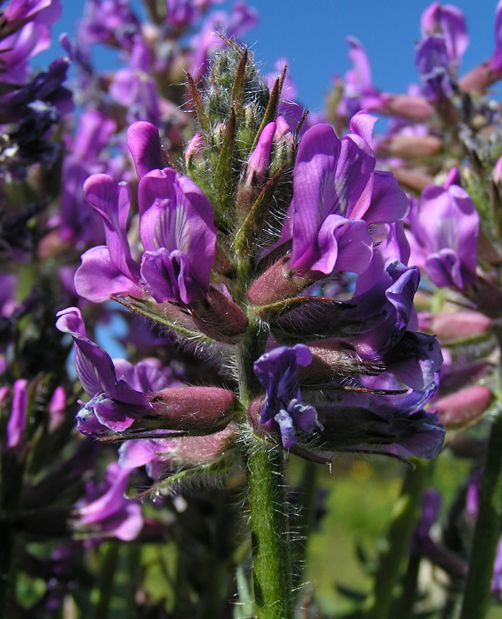 Изображение особи Oxytropis strobilacea.