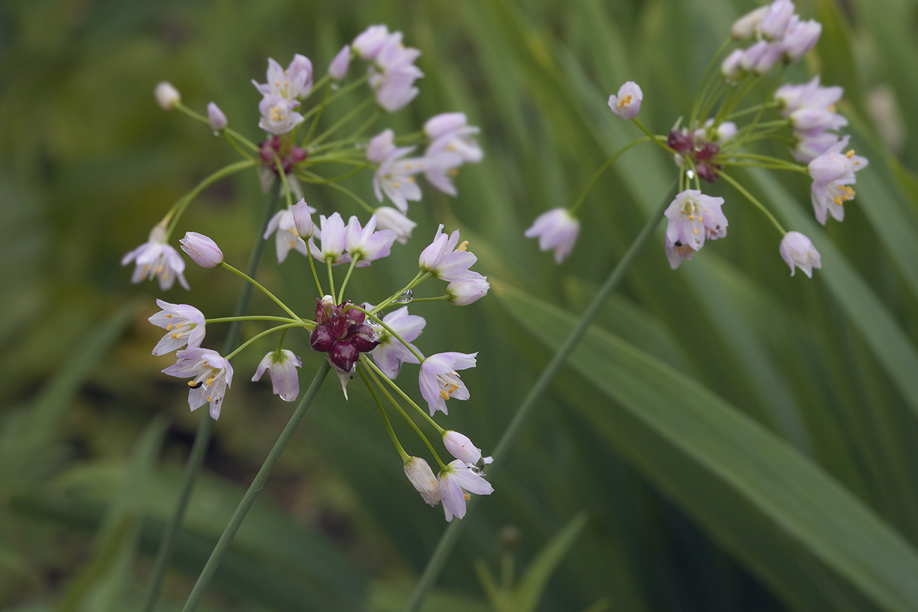 Image of Allium roseum specimen.