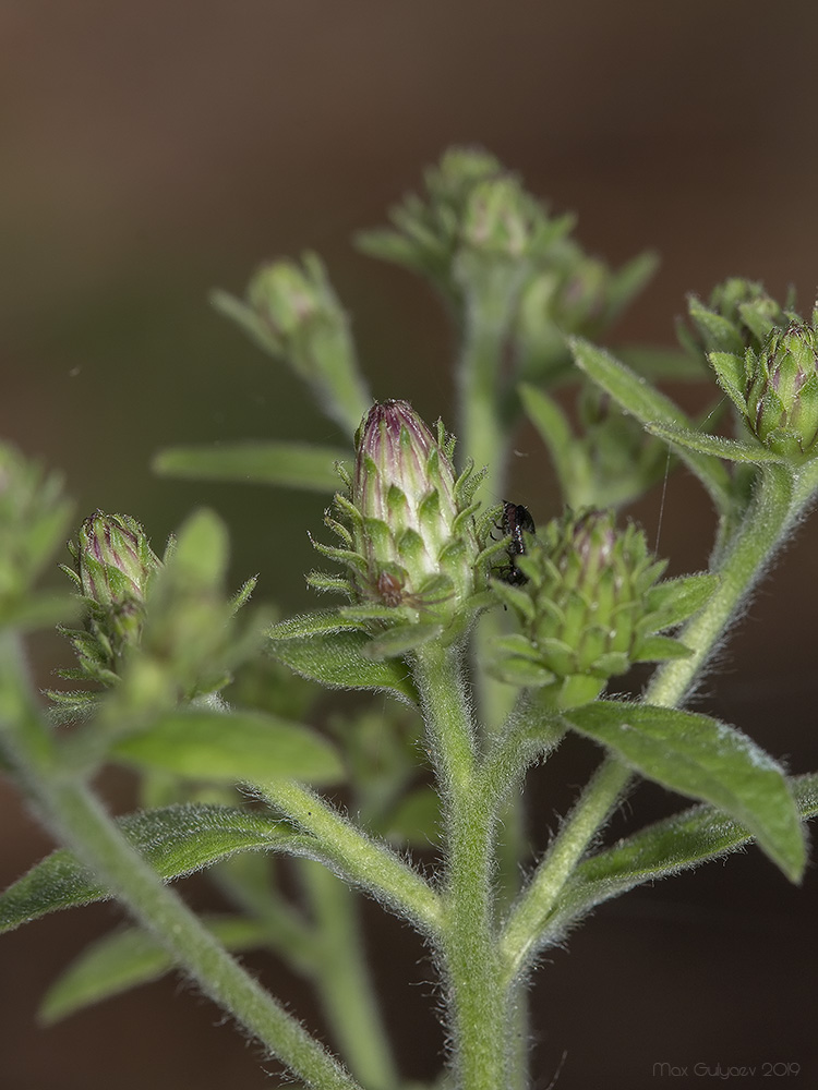 Изображение особи Inula conyza.