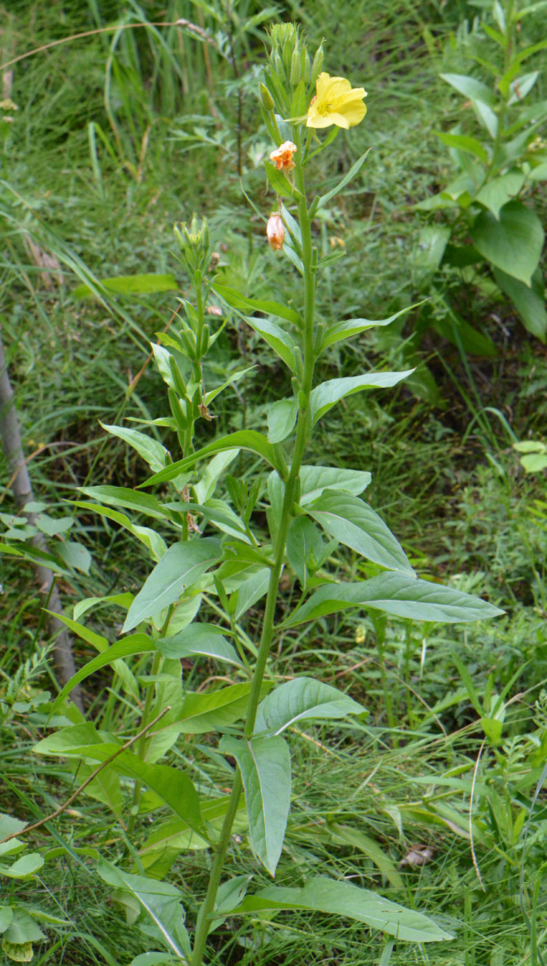 Изображение особи Oenothera biennis.