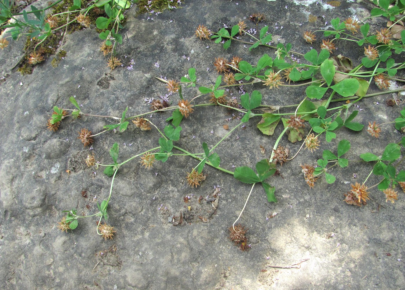 Image of Trifolium tumens specimen.