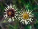 Carlina vulgaris