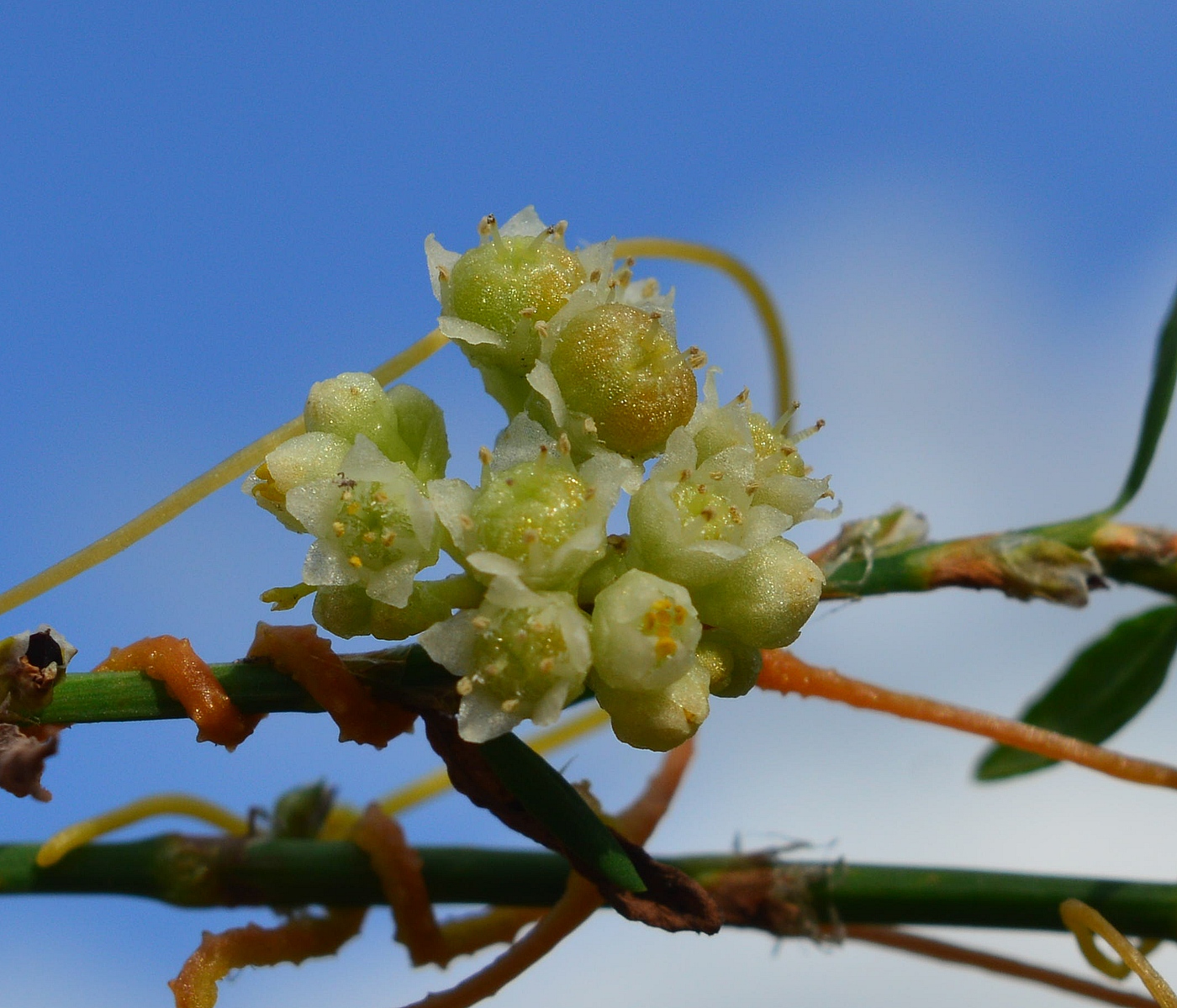 Изображение особи Cuscuta campestris.