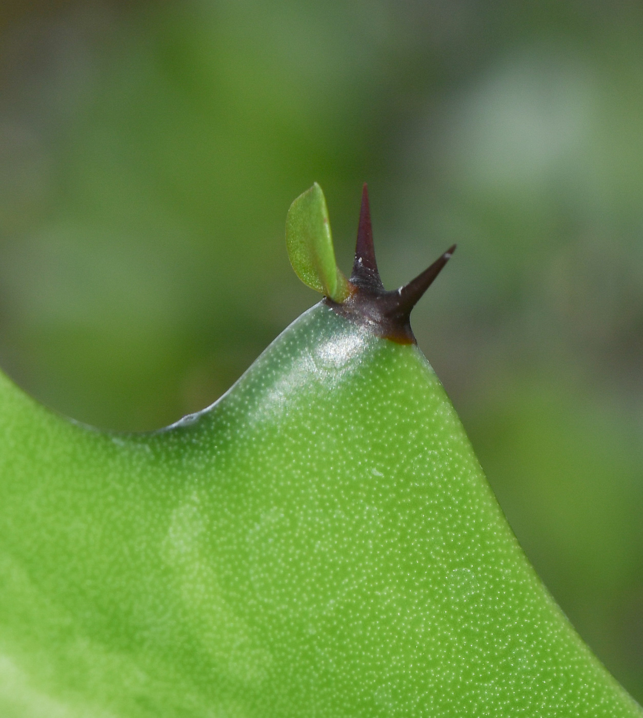 Image of Euphorbia lactea specimen.