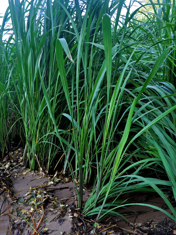 Image of Zizania latifolia specimen.