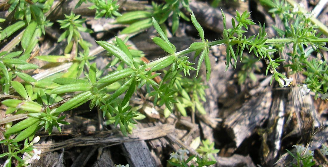 Изображение особи Galium humifusum.