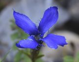 Gentianopsis ciliata. Цветок. Испания, автономное сообщество Каталония, провинция Барселона, комарка Бергеда, муниципалитет Сальдес, подножие горы Педрафорка, смотровая площадка \"Гресолет\", 1557 м н.у.м., каменистый склон северной экспозиции. 22.09.2019.