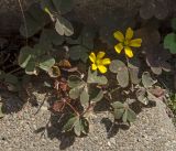 род Oxalis