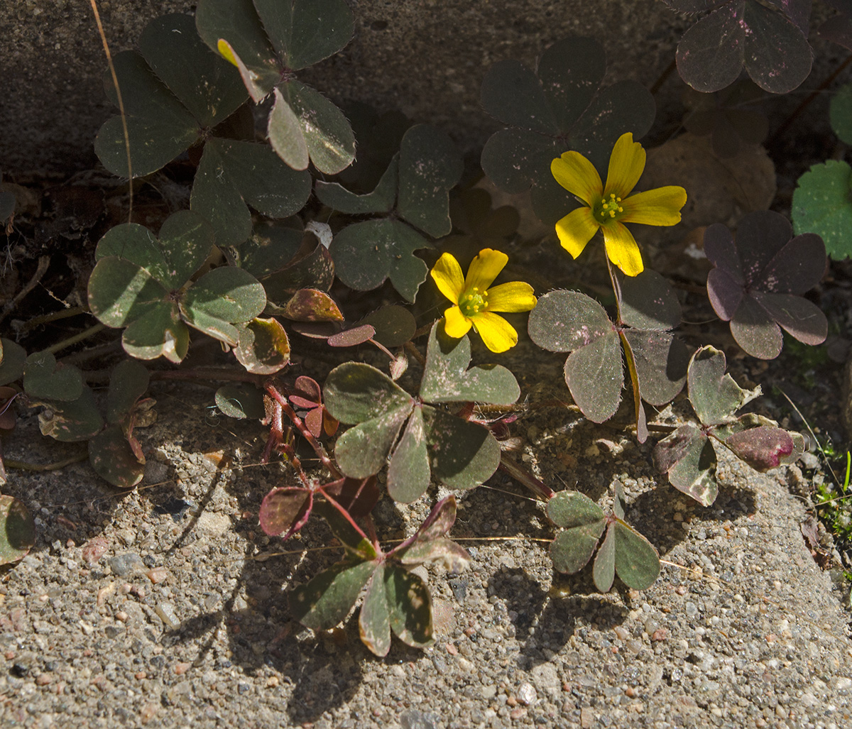 Image of genus Oxalis specimen.