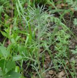 genus Artemisia. Верхушка вегетирующего растения. Иркутская обл., Иркутский р-н, окр. дер. Вересовка, обочина тропинки, колок. 08.06.2019.