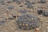 Copiapoa fiedleriana
