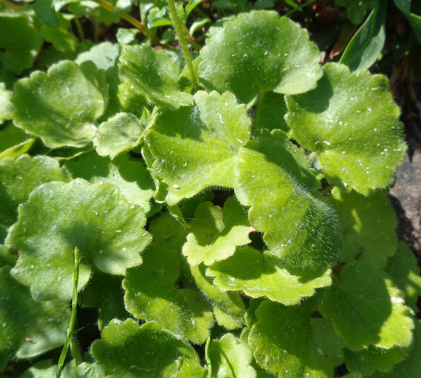 Image of Saxifraga rotundifolia specimen.