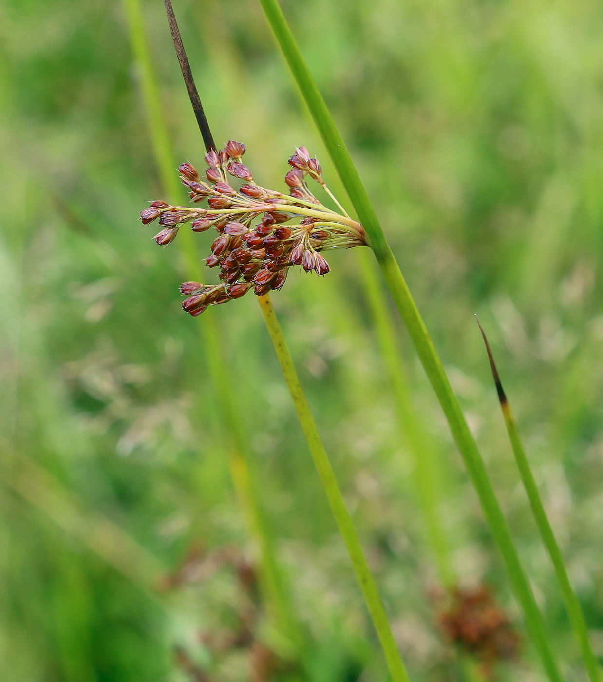 Image of Juncus effusus specimen.