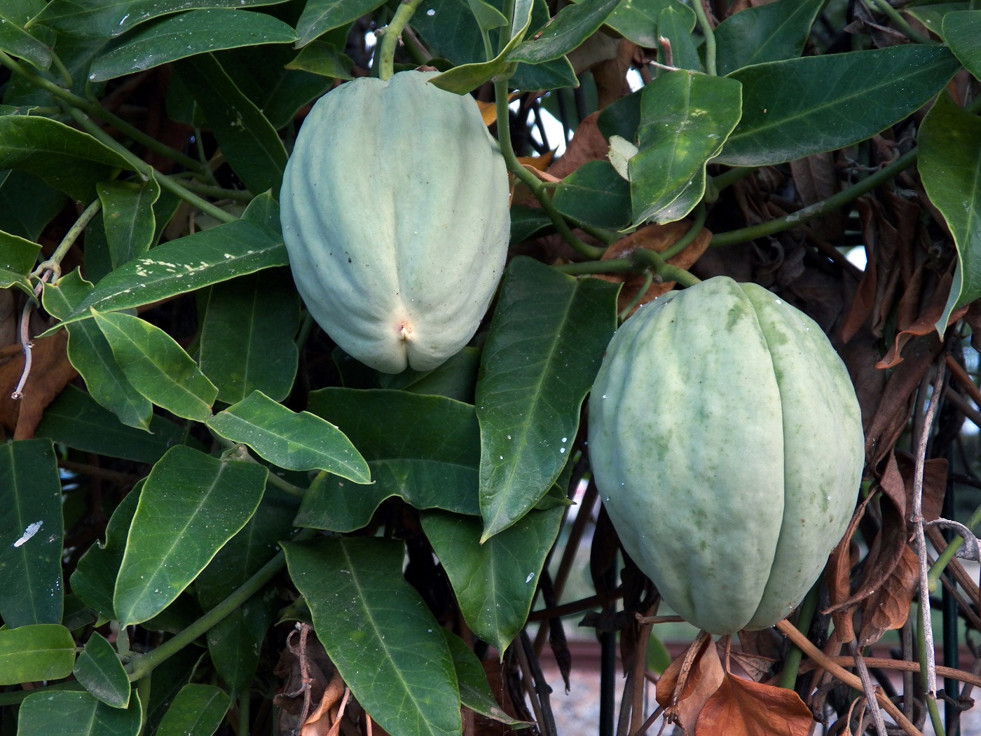 Image of Araujia sericifera specimen.