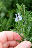 Rosmarinus officinalis. Верхушка цветущего побега. Азербайджан, г. Баку, Приморский бульвар, в озеленении. 4 декабря 2019 г.