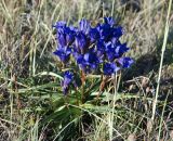 Gentiana decumbens. Цветущее растение. Алтай, плоскогорье Укок, долина р. Ак-Алаха (выс. около 2200 м н.у.м.). 24.07.2010.