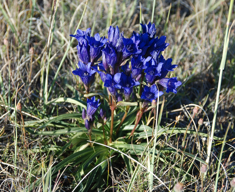 Изображение особи Gentiana decumbens.