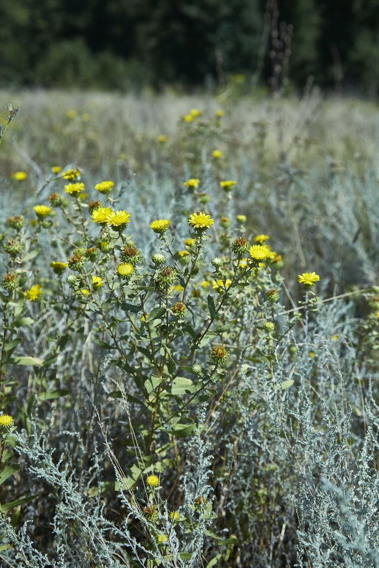 Image of Grindelia squarrosa specimen.