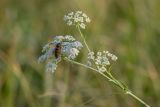 семейство Apiaceae. Верхушка растения с соцветиями и кормящейся осой. Ростовская обл., Азовский р-н, окр. хут. Лагутник, пойменный луг. 15.09.2019.