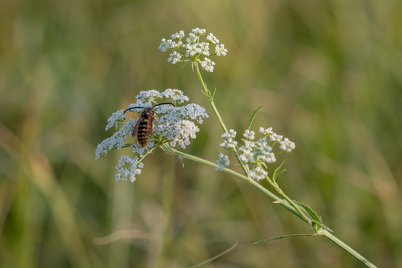 Изображение особи семейство Apiaceae.