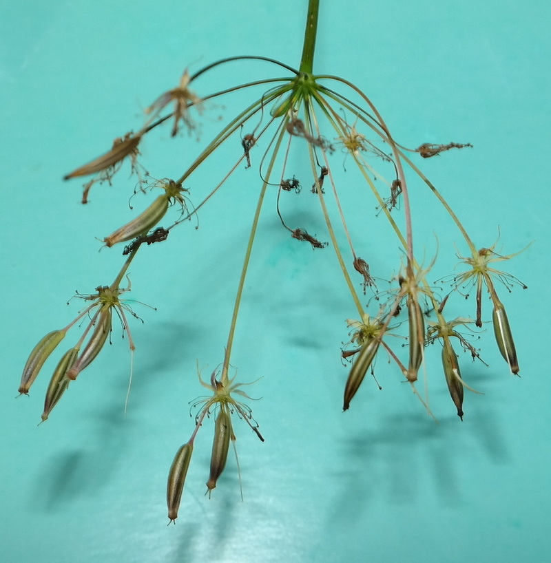 Image of Chaerophyllum aureum specimen.